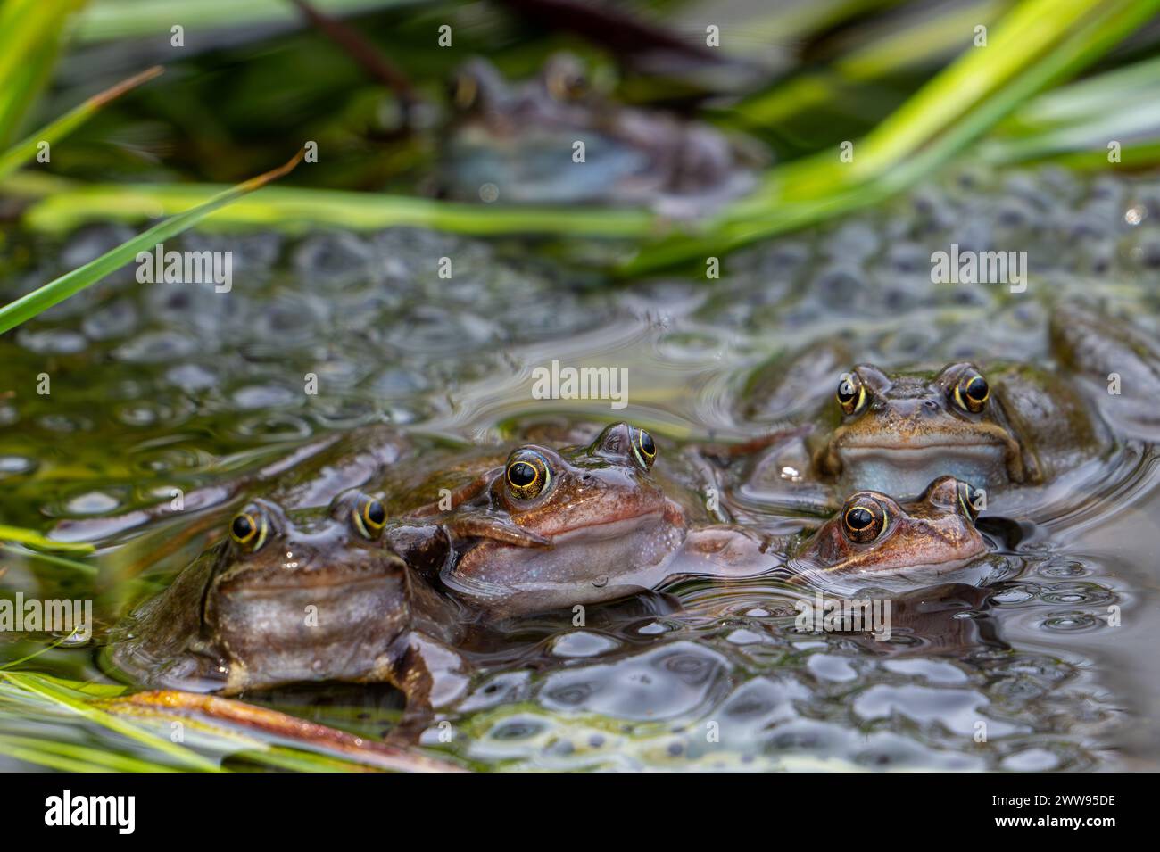Fünf europäische Gemeine-/Braunfrösche/Grasfrosch (Rana temporaria) auf Eiern/Froschlau im Teich während der Laichzeit/Brutsaison im Frühjahr Stockfoto