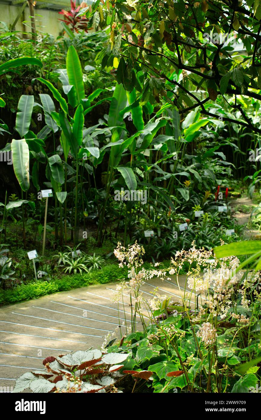 Ein Pfad ermöglicht Besuchern, zwischen verschiedenen Pflanzen aus der ganzen Welt im Forsgate Conservatory zu spazieren. Stockfoto