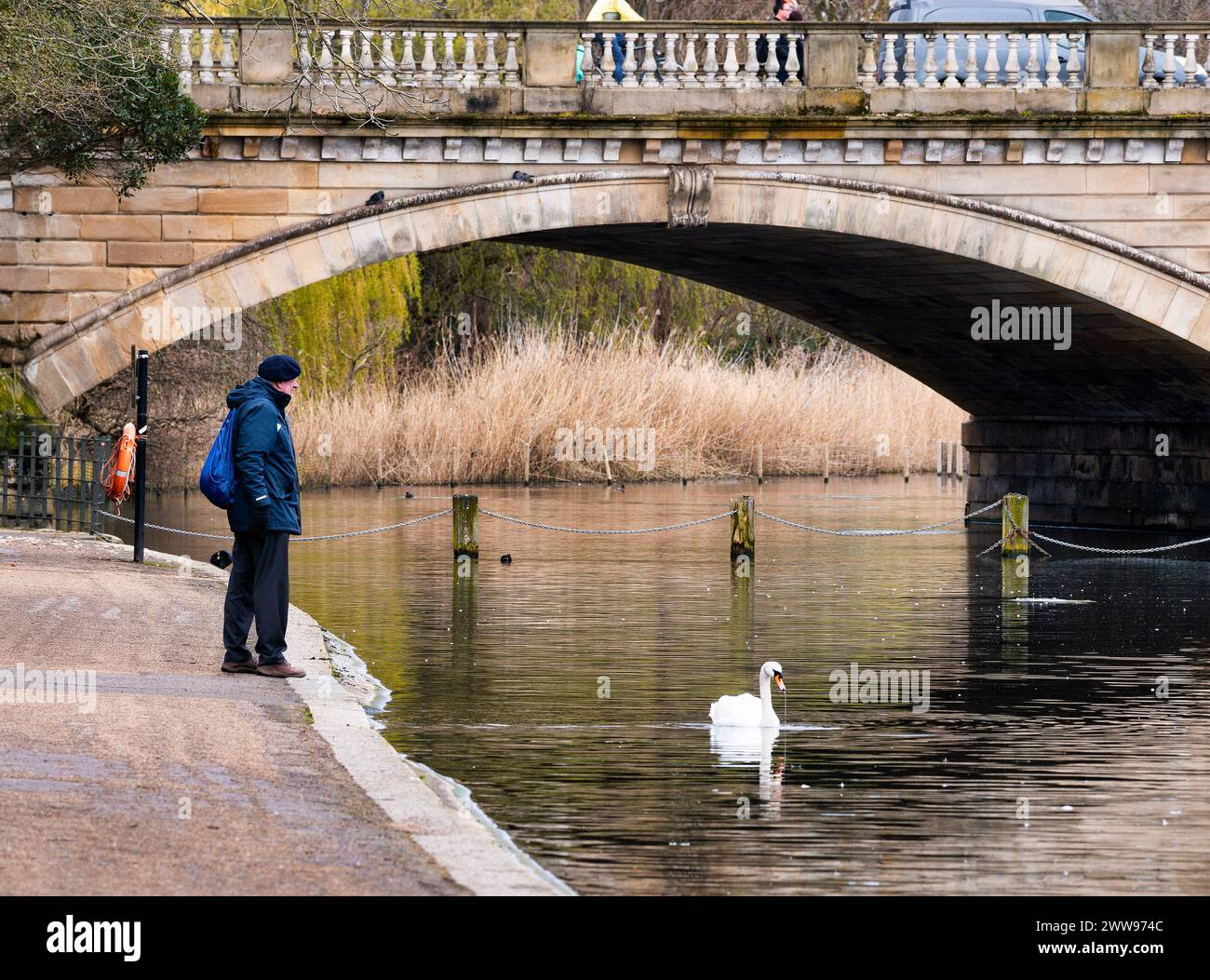 Ein Spaziergänger in den Hyde Park Gardens beobachtet einen Schwan, während der Verkehr über eine Brücke fährt. Die Stadt hat ruhige, ruhige Orte. Stockfoto