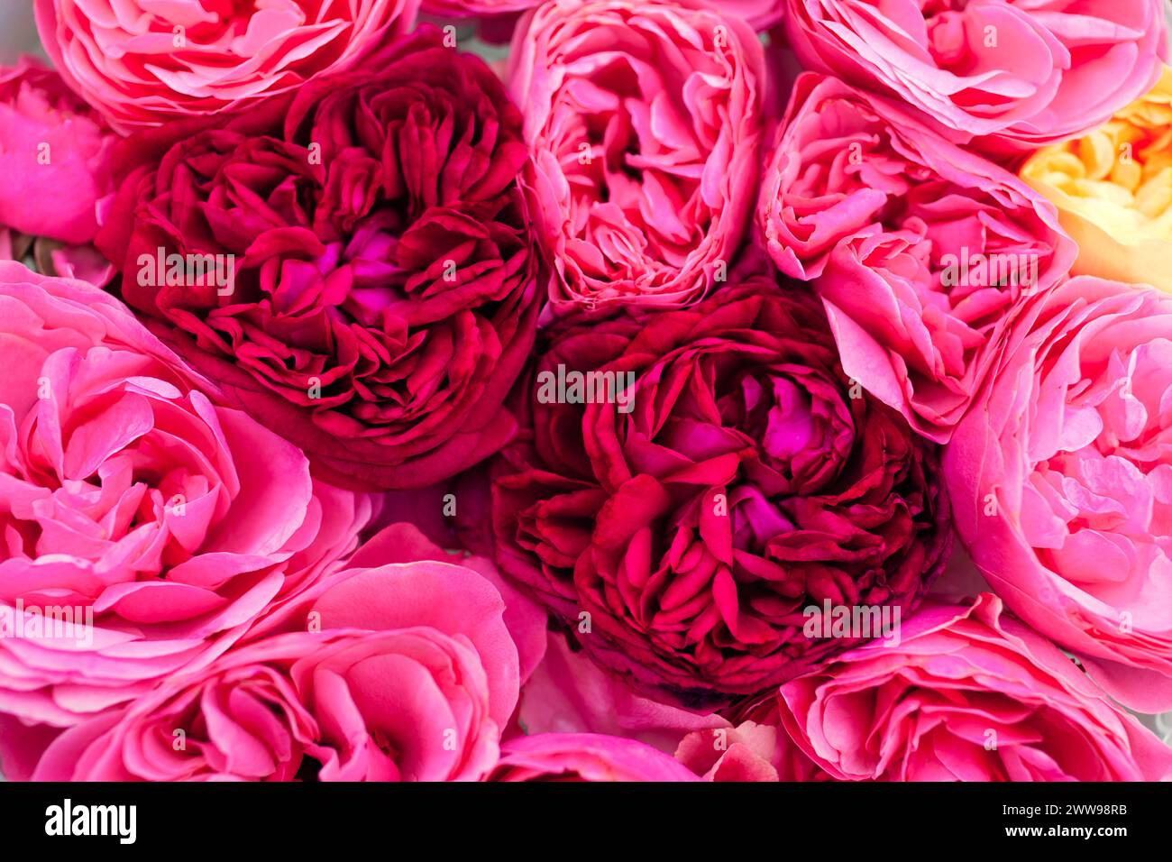 Nahaufnahme von rosa magentafarbenen englischen Rosen Blumenköpfen angeordnet in floralem Hintergrund. Draufsicht auf die Blüten. Flache Lagen Stockfoto