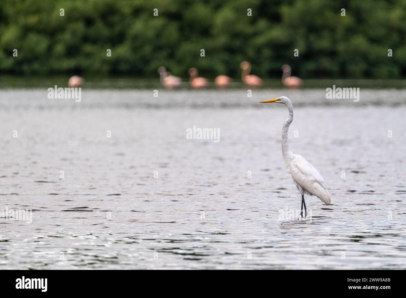 Egret posiert im Caroni Swamp. Trinidad Stockfoto