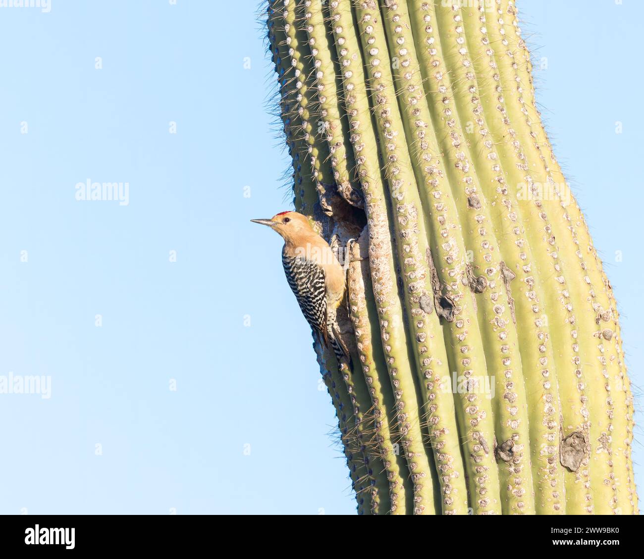 Ein Gila Woodspecht hängt an einem Saguaro-Kaktus Stockfoto