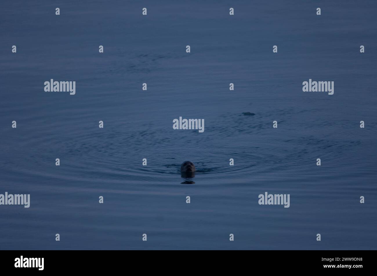 Ringrobbe Phoca hispida schwimmt in der Chukchi-See vor der Küste von Point Barrow arktisches Alaska Stockfoto