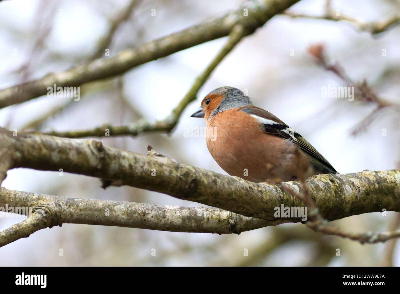 Kaffinchen wartet auf einen Ast Stockfoto