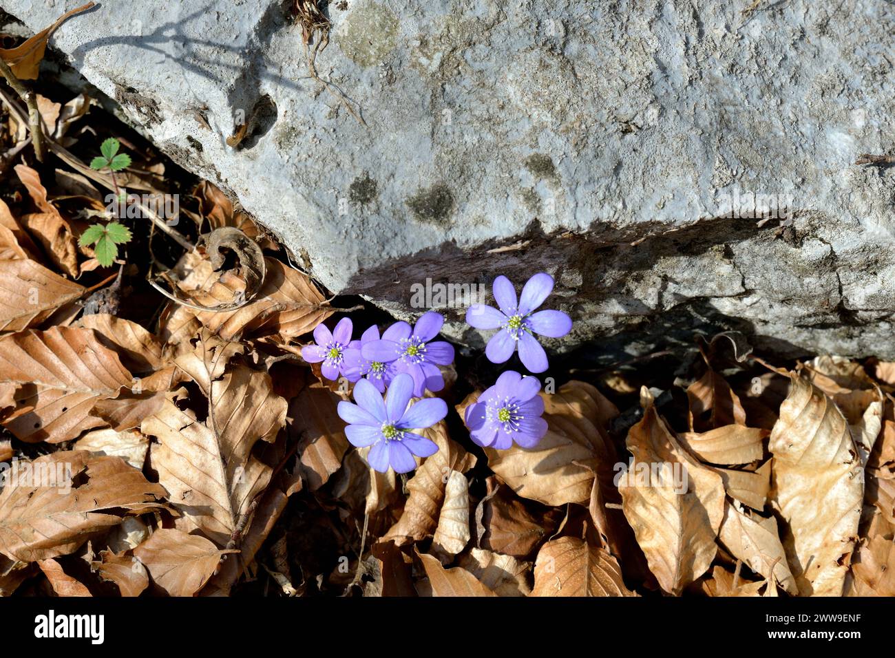Gemeinsame hepatica / Anemone hepatica Blume, die zwischen einem Felsen und trockenen Blättern gewachsen ist Stockfoto