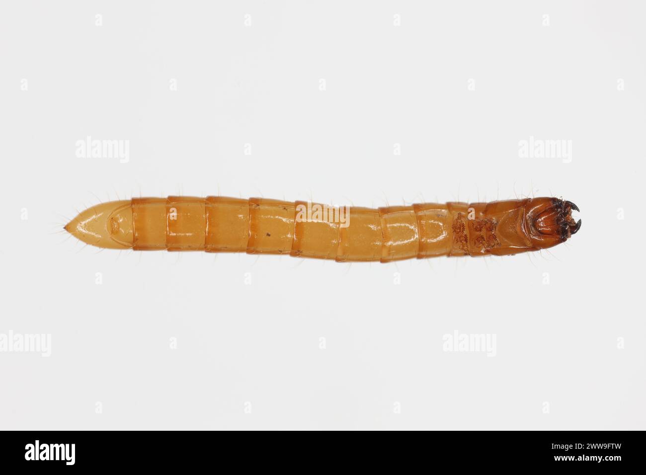 Wireworm Agriotes sp a Click-Käfer-Larve. Wirewürmer sind wichtige Schädlinge, die sich von Pflanzenwurzeln ernähren. Ansicht von unten. Stockfoto