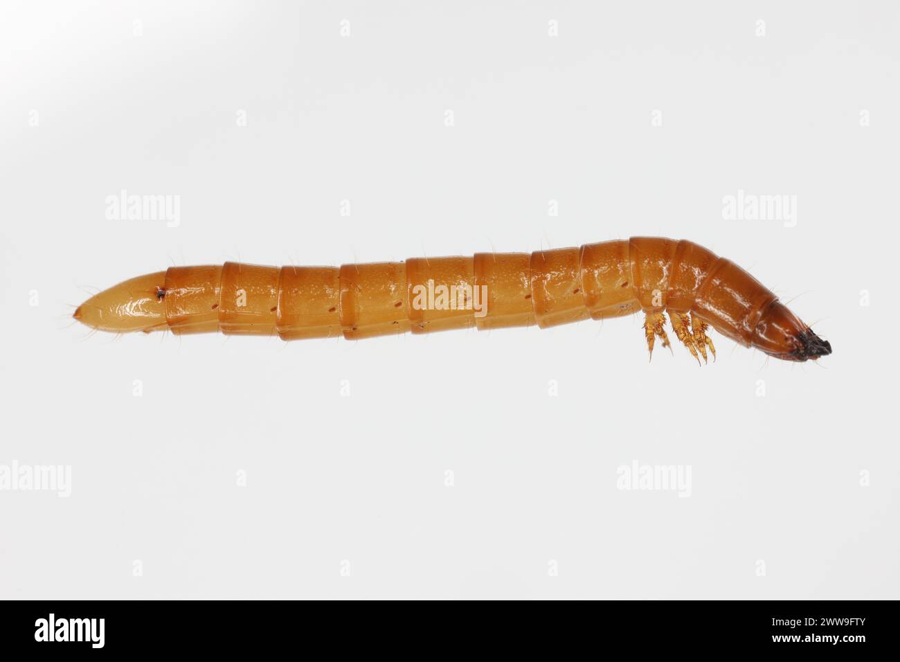 Wireworm Agriotes sp a Click-Käfer-Larve. Wirewürmer sind wichtige Schädlinge, die sich von Pflanzenwurzeln ernähren. Seitenansicht. Stockfoto