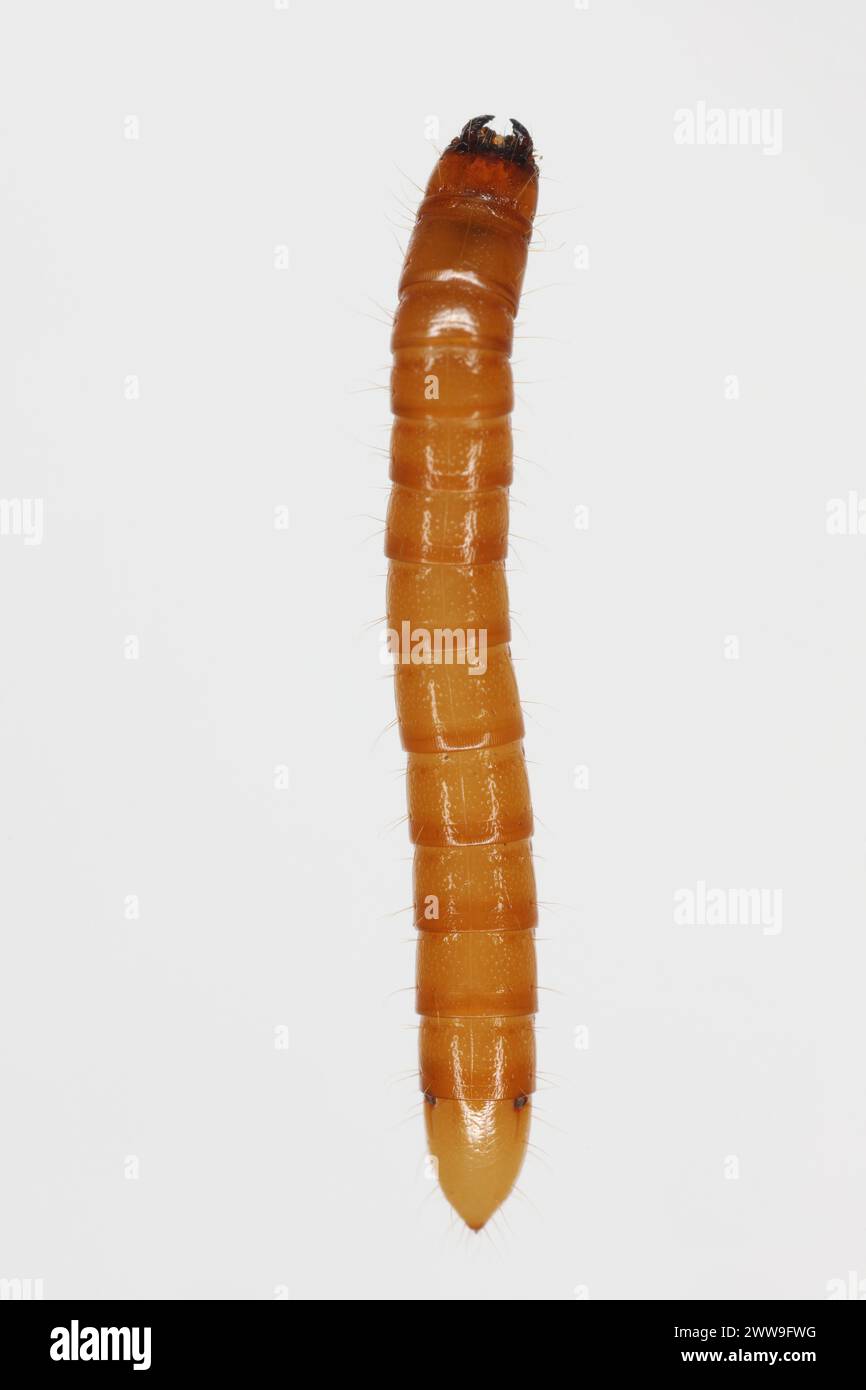 Wireworm Agriotes sp a Click-Käfer-Larve. Wirewürmer sind wichtige Schädlinge, die sich von Pflanzenwurzeln ernähren. Ansicht von oben. Stockfoto