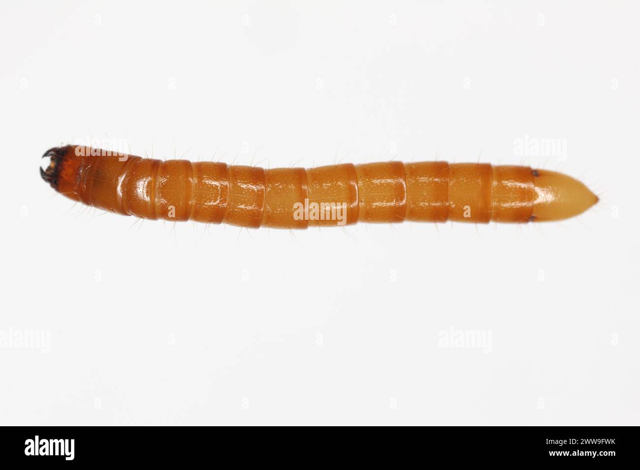 Wireworm Agriotes sp a Click-Käfer-Larve. Wirewürmer sind wichtige Schädlinge, die sich von Pflanzenwurzeln ernähren. Ansicht von oben. Stockfoto