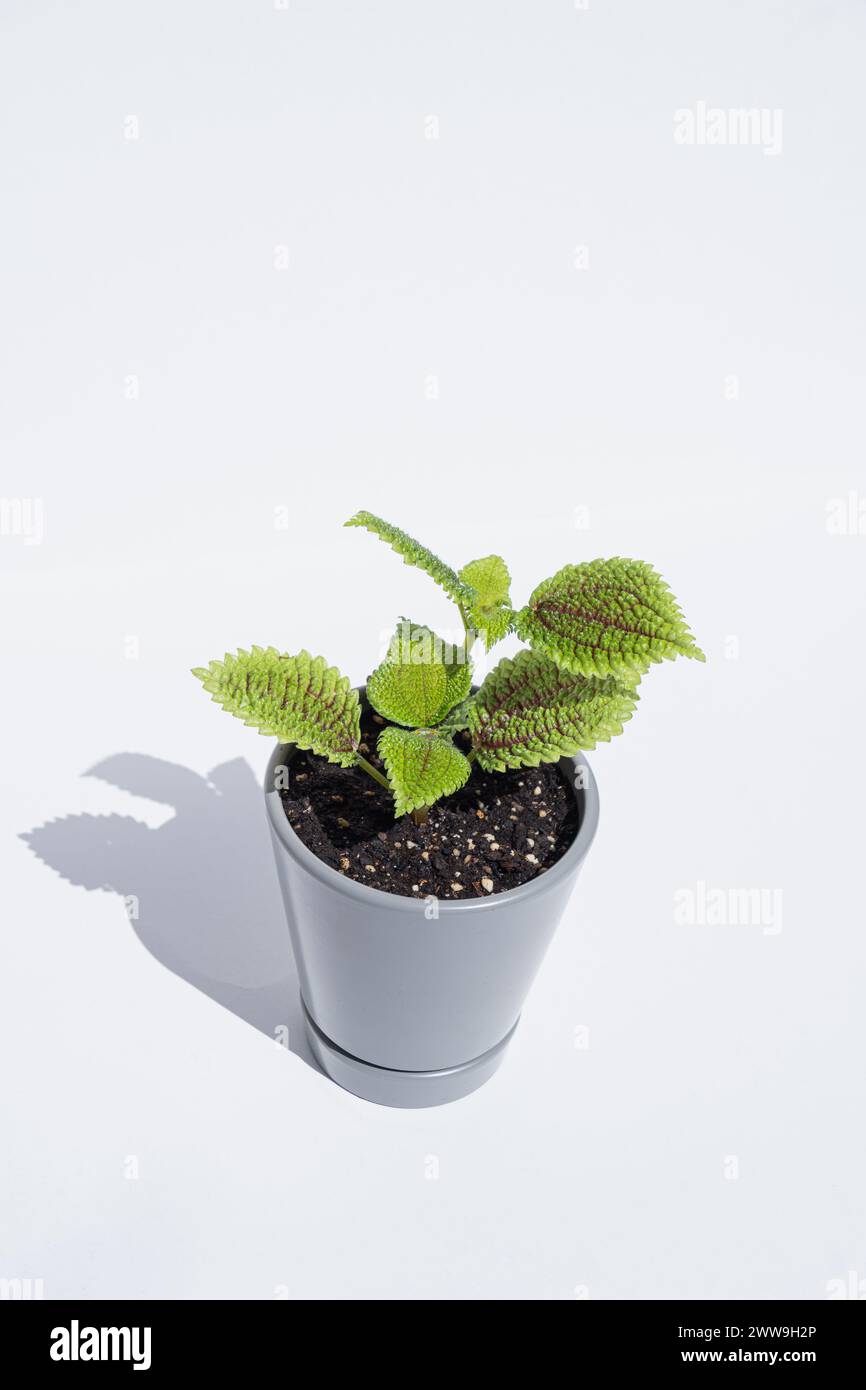 pfefferminz saatgut Pfefferminze Samen, Mentha piperita – samenfritze main image 0