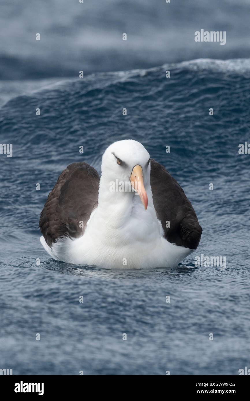 Neuseeland, Subantarktische Inseln, Campbell Island. Campbell albatros (Thalassarche impavida) oder Campbell mollymawk, Unterart der Schwarzbrauen. Stockfoto