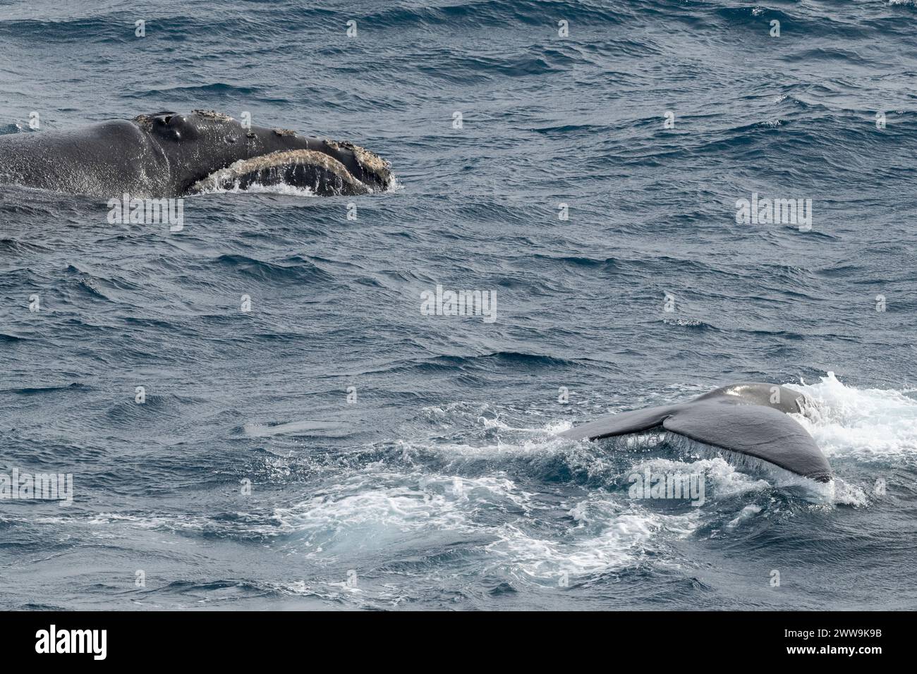 Neuseeland, Subantarktische Inseln. Vor der Küste von Campbell Island, Südliche Glattwale mit Kopf und Schwanz von zwei Walen. Stockfoto