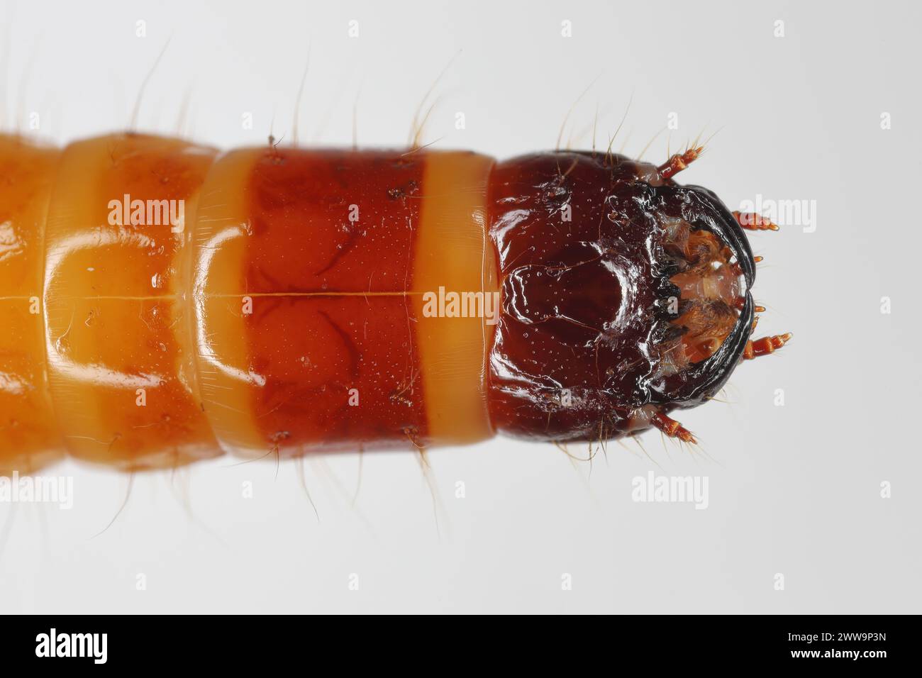Wireworm, Larve von Mouse Grey Click Beetle (Agrypnus murinus), Elateridae. Wirewürmer sind wichtige Schädlinge, die sich von Pflanzenwurzeln ernähren. Kopf. Stockfoto