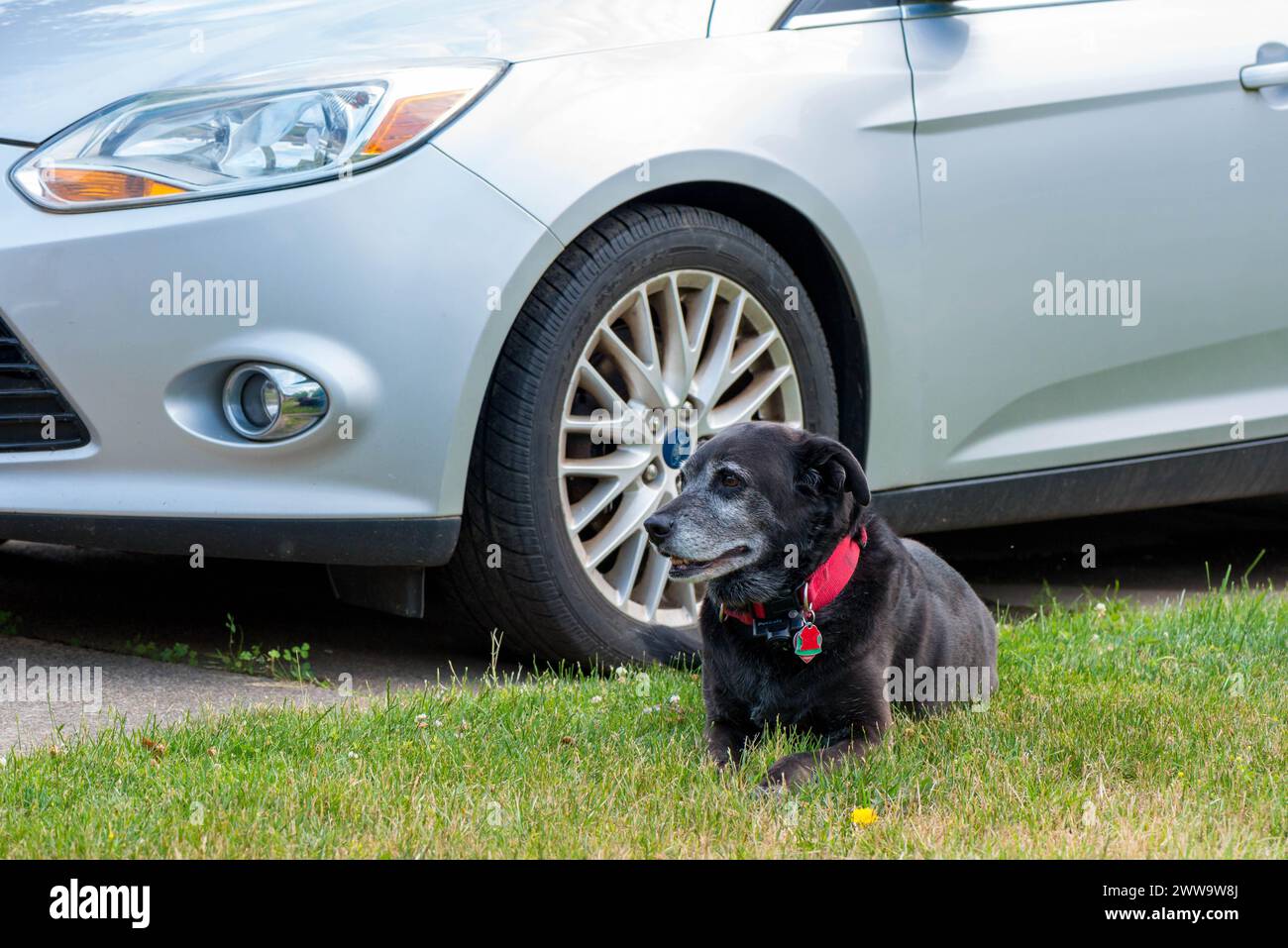 POTTERVILLE, MI - 23. JUNI 2020: Senior Black Dog ruht neben dem Auto. Stockfoto