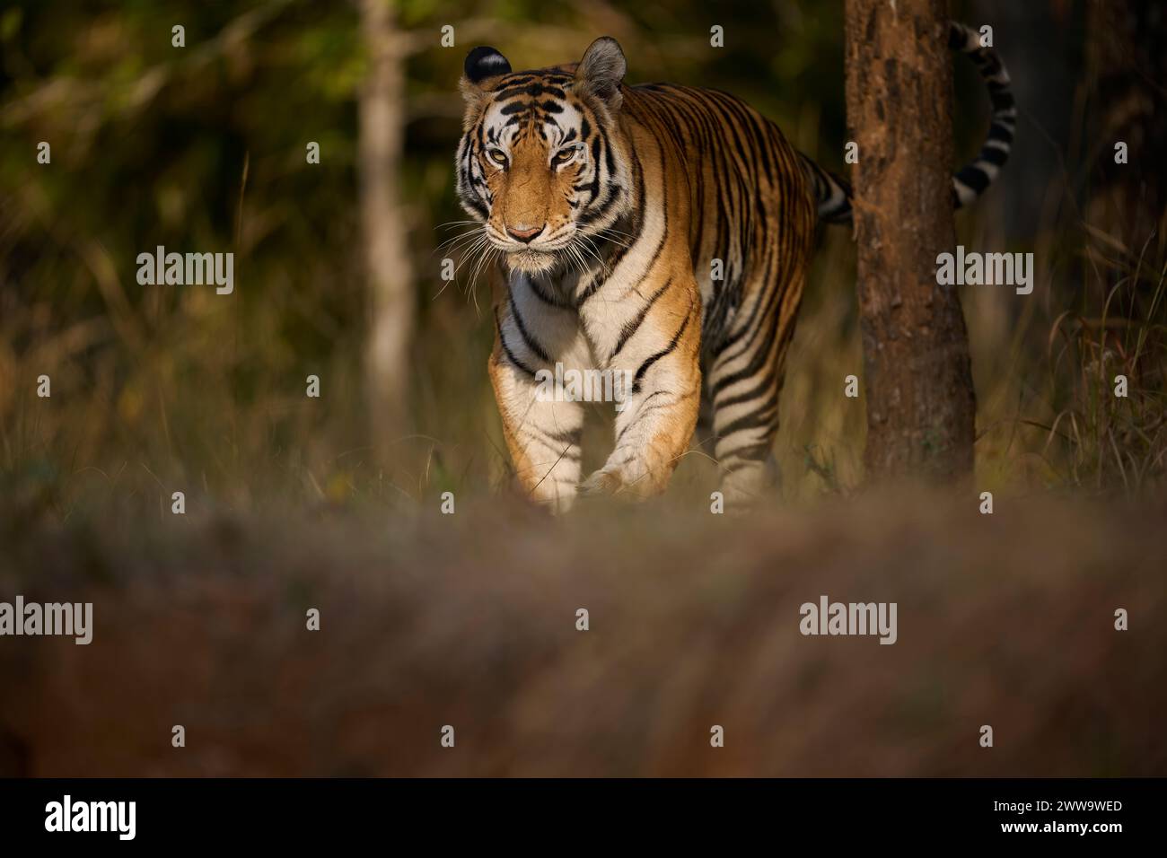 Die Tigerin Biruhli, die aus dem Wald in Bandhavgarh Tiger Reserve, Indien, auftaucht Stockfoto