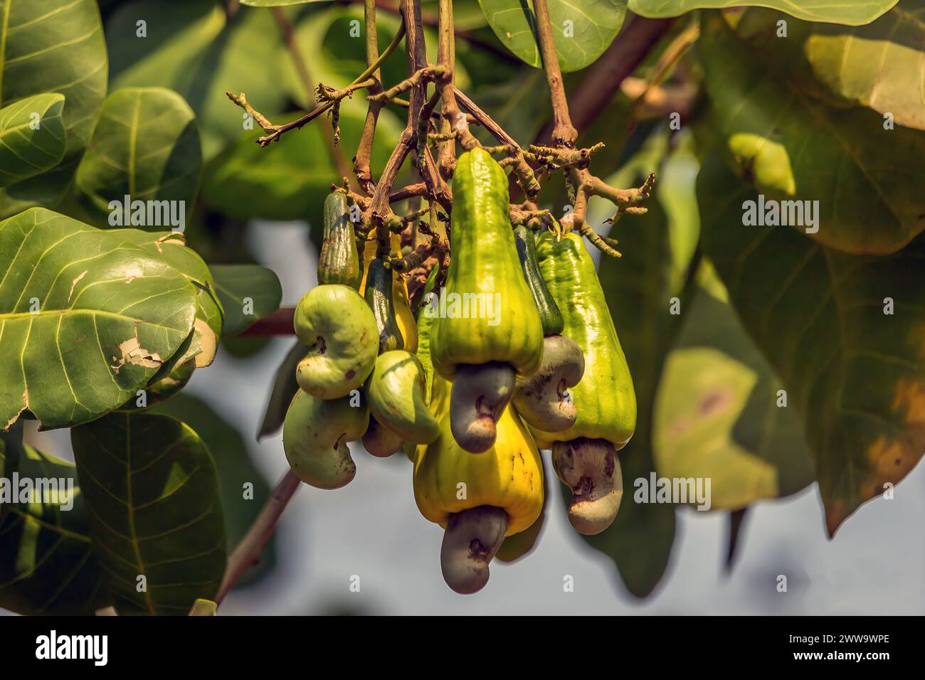 Cashew mit Nüssen wächst auf einem Baum diese außergewöhnliche Nuss wächst außerhalb der Frucht. Stockfoto