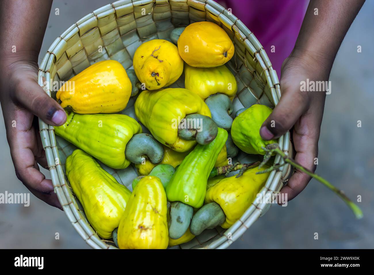 Gruppe von frischen gelben Cashew-Äpfeln auf einem Korb. Stockfoto