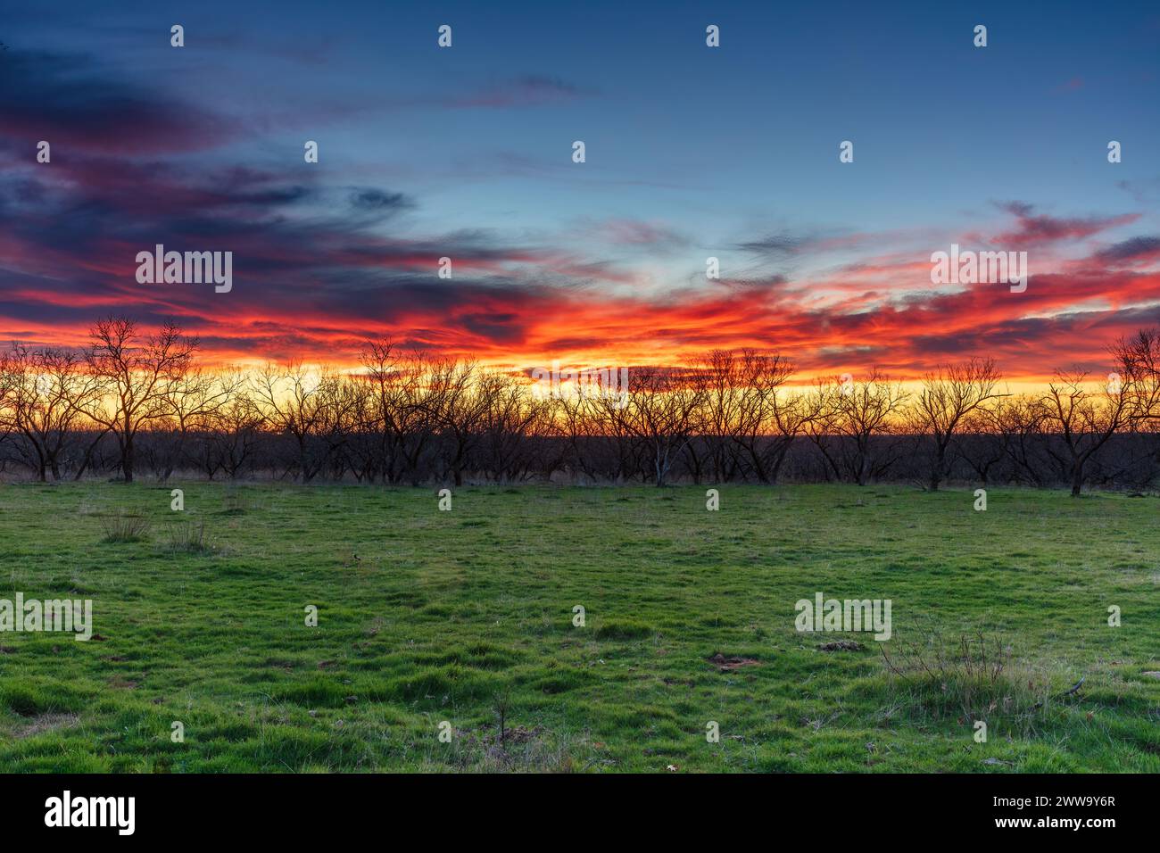 Sonnenuntergang über einer Farm im Nordwesten von Texas. Grünes Gras im Vordergrund, Silhouette von Mesquite-Bäumen. Himmel und Wolken färbten sich blau, gelb, rosa, ora Stockfoto