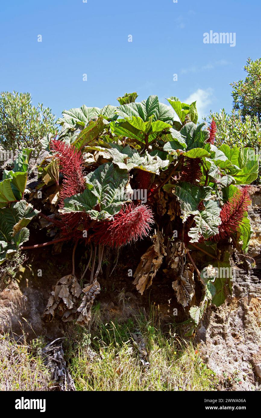 Poor man’s Umbrella, Gunnera insignis, Gunneraceae im Irazú Vulcano National Park, Costa Rica. Stockfoto