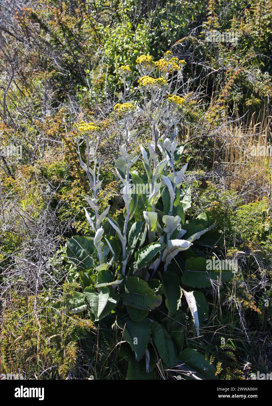 Senecio oerstedianus, Asteraceae. Irazú Volcano Nationalpark, Costa Rica, Mittelamerika. Senecio ist eine der größten Gattungen blühender Pflanzen. Stockfoto