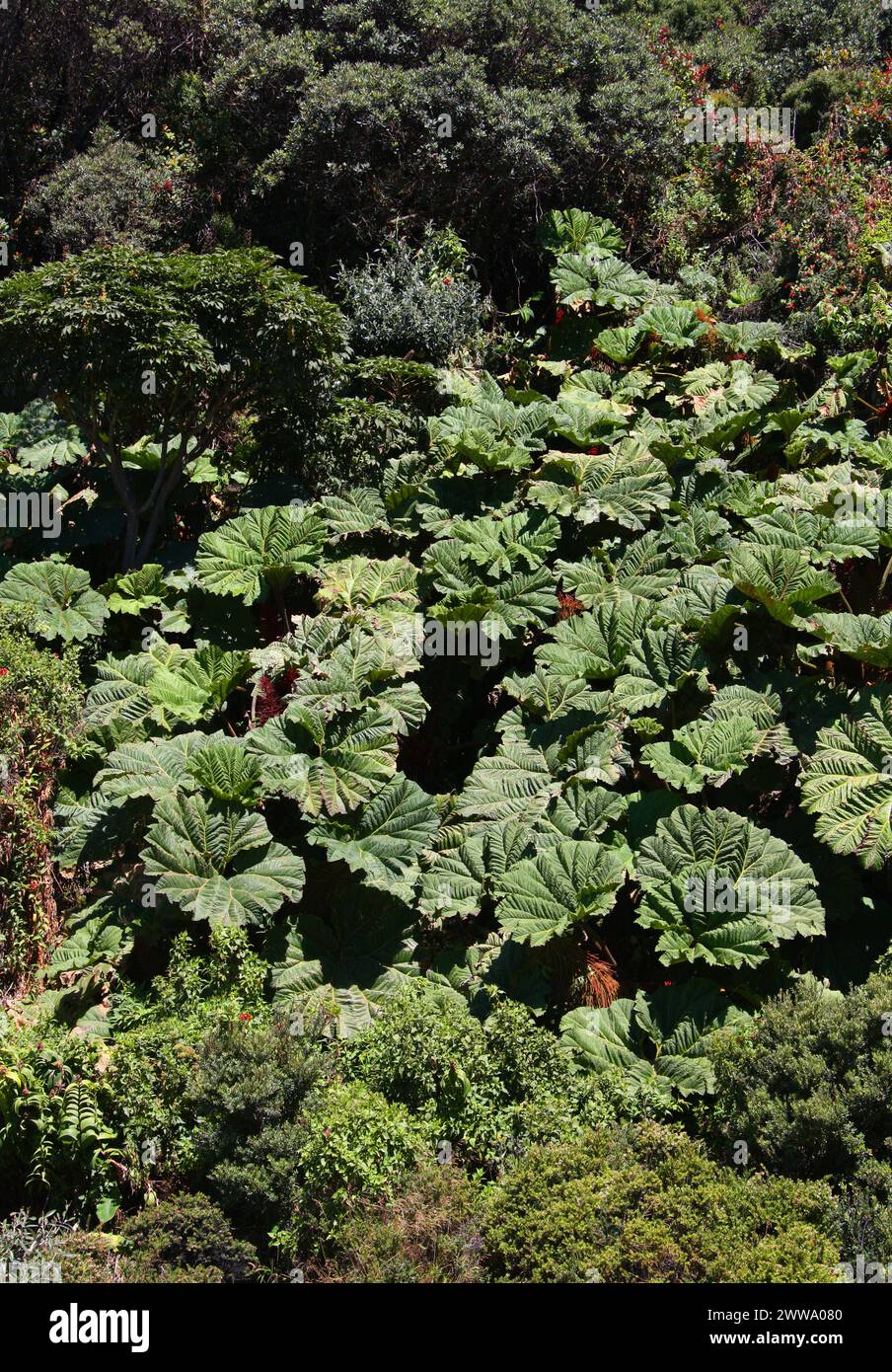 Poor man’s Umbrella, Gunnera insignis, Gunneraceae im Irazú Vulcano National Park, Costa Rica. Wächst auf 000 Fuß. Stockfoto
