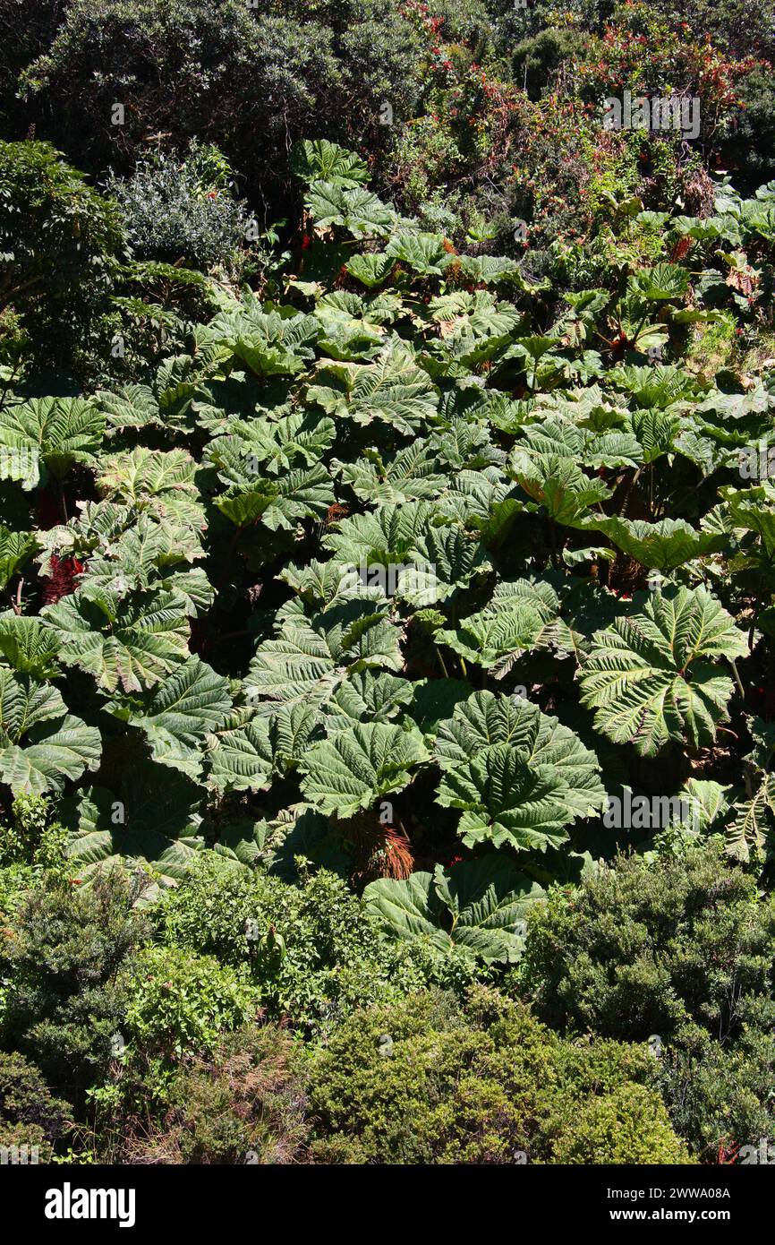 Poor man’s Umbrella, Gunnera insignis, Gunneraceae im Irazú Vulcano National Park, Costa Rica. Wächst auf 000 Fuß. Stockfoto