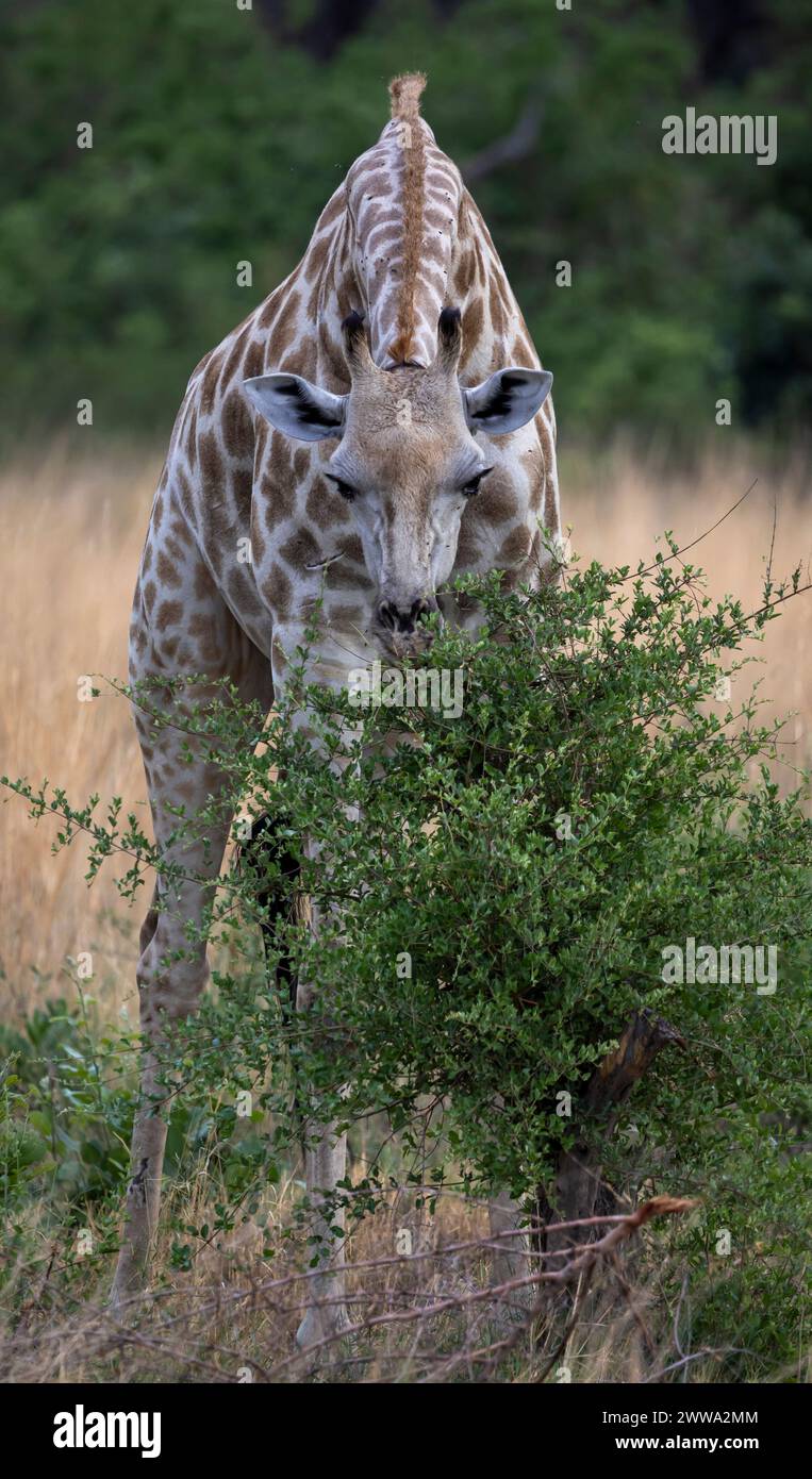Giraffe, die hinter einem Busch in Botswana, Afrika, blickt Stockfoto