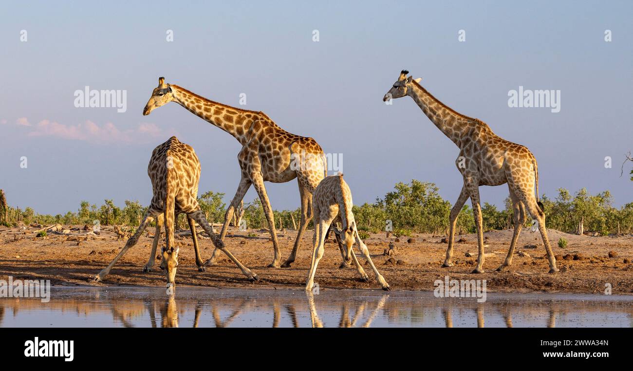 Giraffe trinkt in einem Wasserloch in Botswana, Afrika Stockfoto