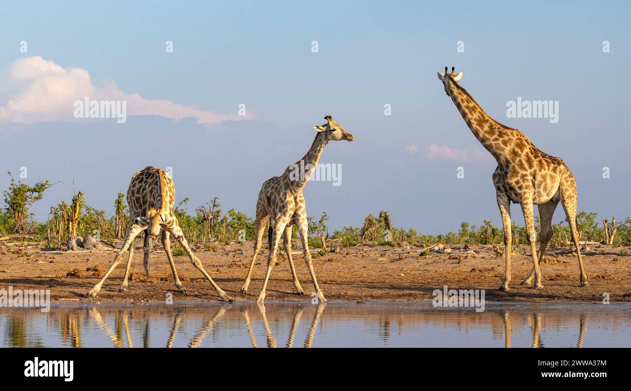 Giraffe trinkt in einem Wasserloch in Botswana, Afrika Stockfoto