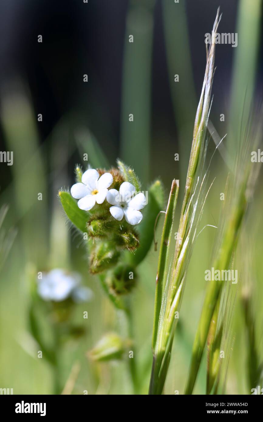 Popcornblume, Casper Regional Wilderness, Kalifornien Stockfoto