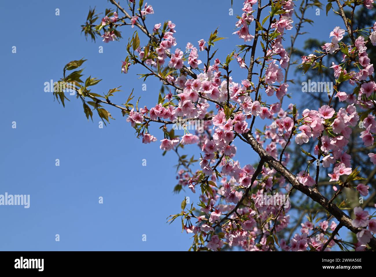 Rosafarbene Sakura-Blüte unter blauem Himmel am sonnigen Frühlingstag Stockfoto