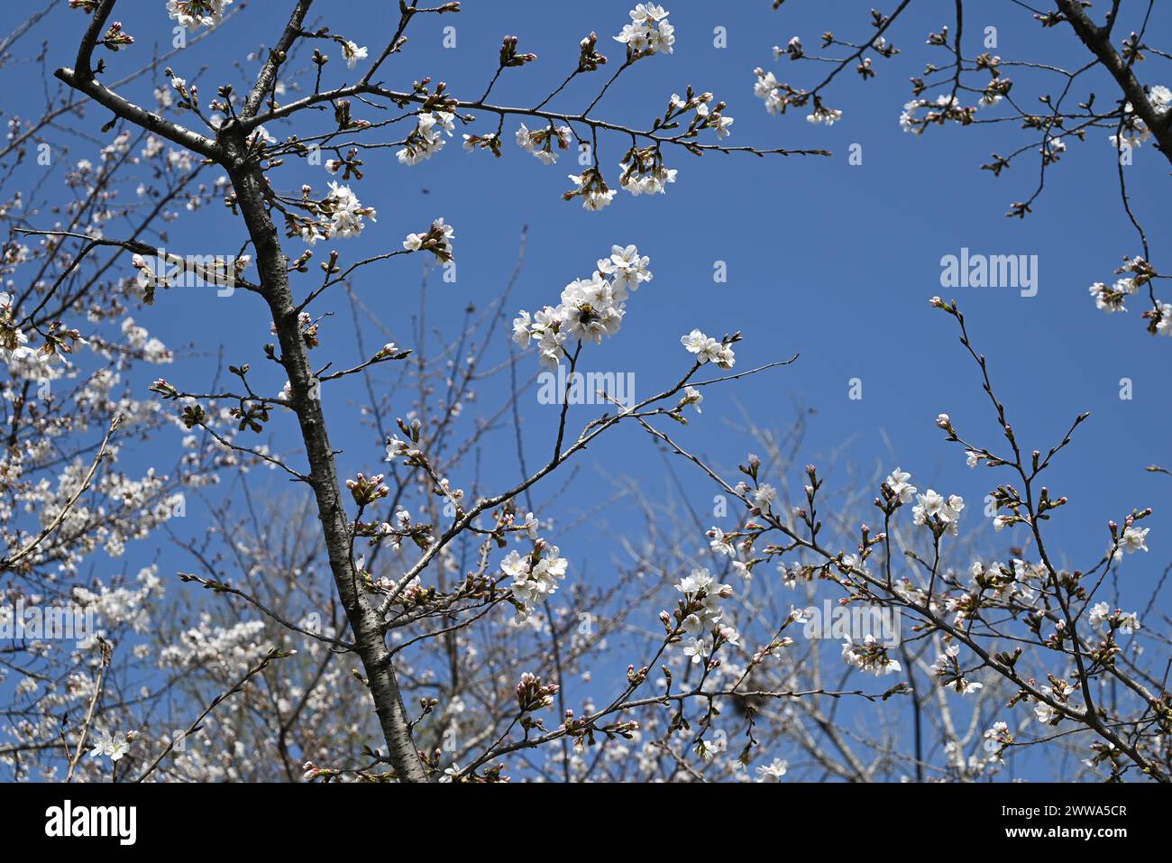 Weiße Sakura blüht auf einem Zweig unter blauem Himmel, bereit, an sonnigen Tagen zu blühen Stockfoto