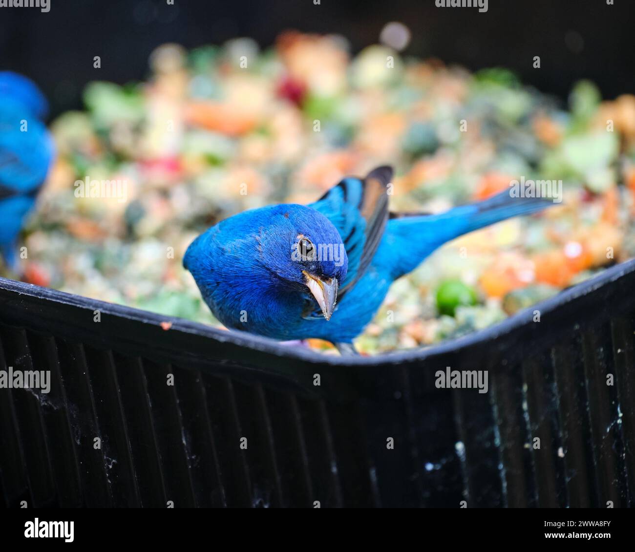Blue Jay im Vogelfutter Stockfoto