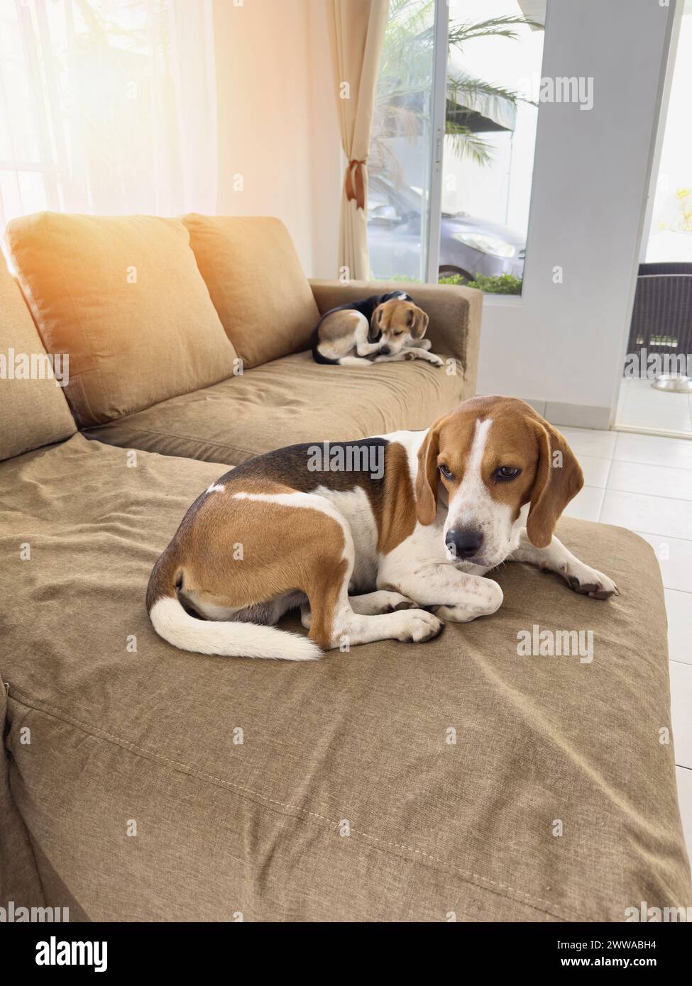 Zwei Beagle-Hunde teilen das Sofa auf verschiedenen Seiten zum Schlafen auf Stockfoto