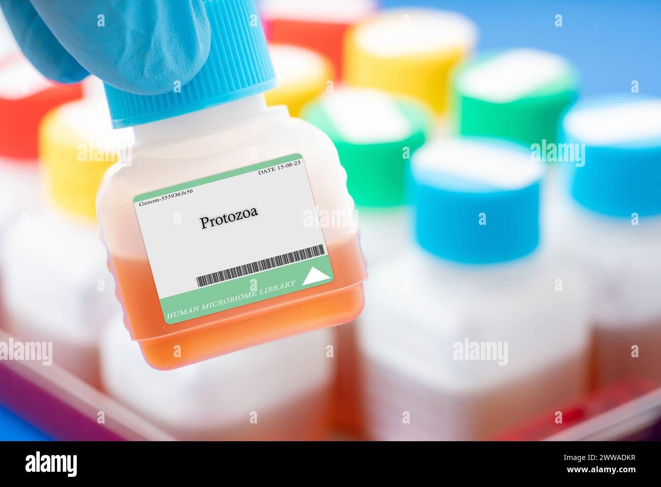 Protozoen. Andere können Krankheiten verursachen. Stockfoto