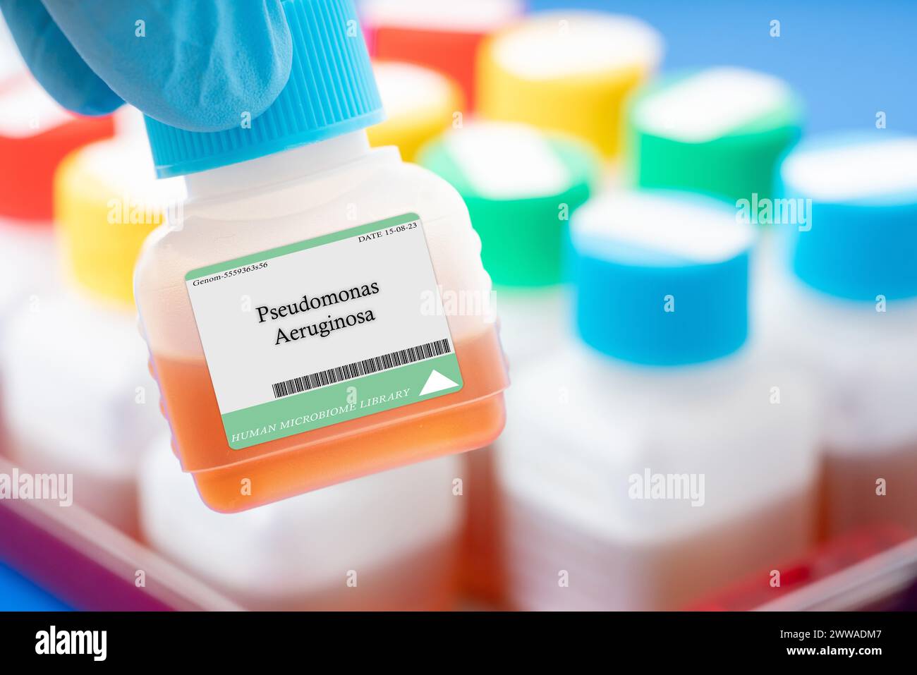 Das Bakterium Pseudomonas aeruginosa. Dieses Bakterium kann eine mutualistische Beziehung zu bestimmten Pflanzenarten bilden und Schutz vor schädlichen Krankheitserregern bieten. Stockfoto