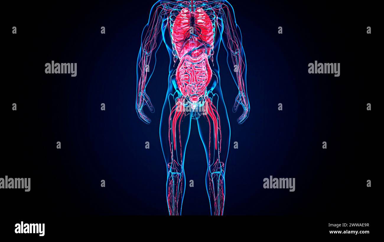 Männliche Anatomie, Abbildung. Stockfoto