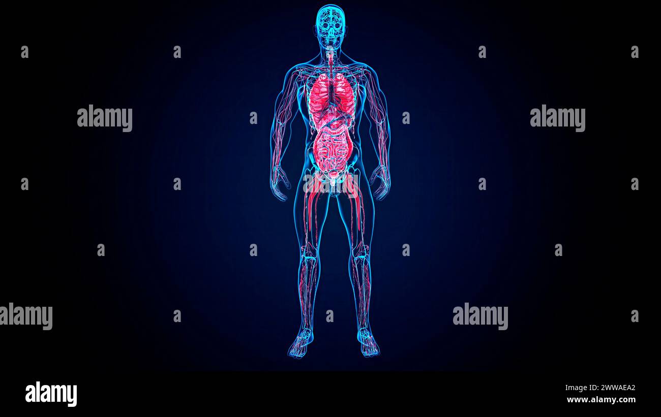 Männliche Anatomie, Abbildung. Stockfoto