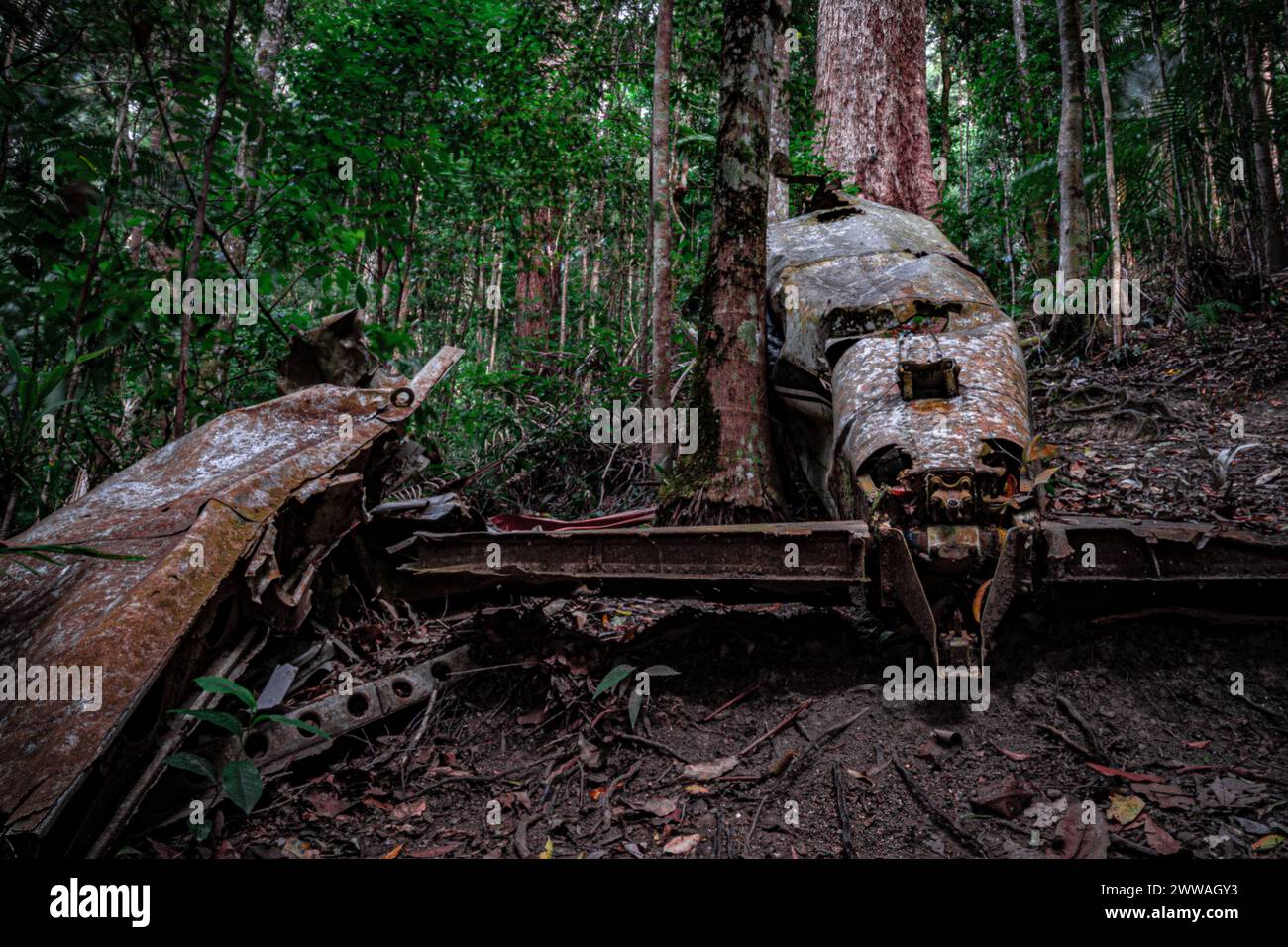 Die verfallenen Überreste eines Kriegsflugzeugs, das im dichten Wald aufgegeben wurde. Stockfoto