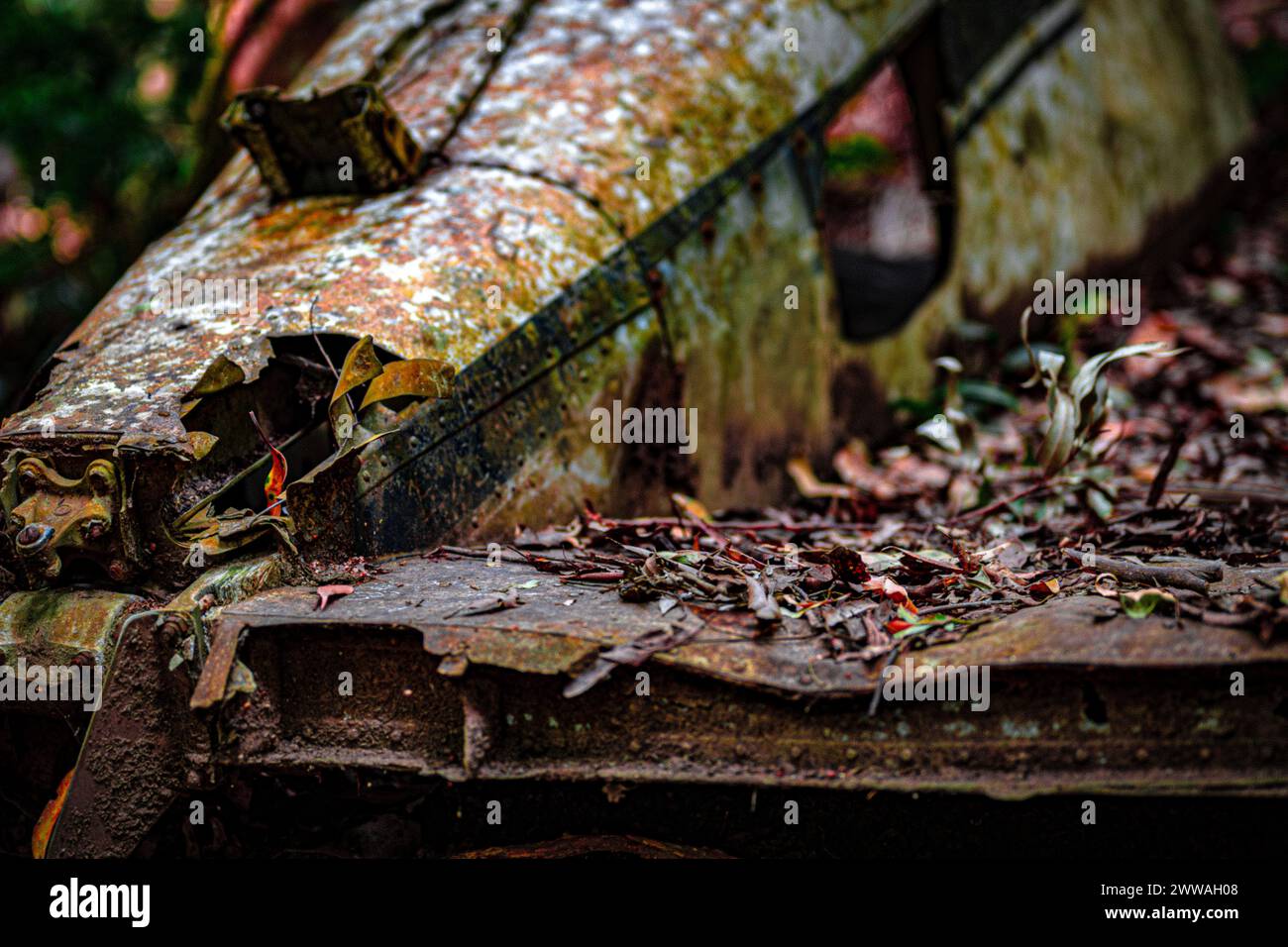 Ein baufälliger Flugzeugrumpf liegt umgeben von den umliegenden Armen des Dschungels. Stockfoto