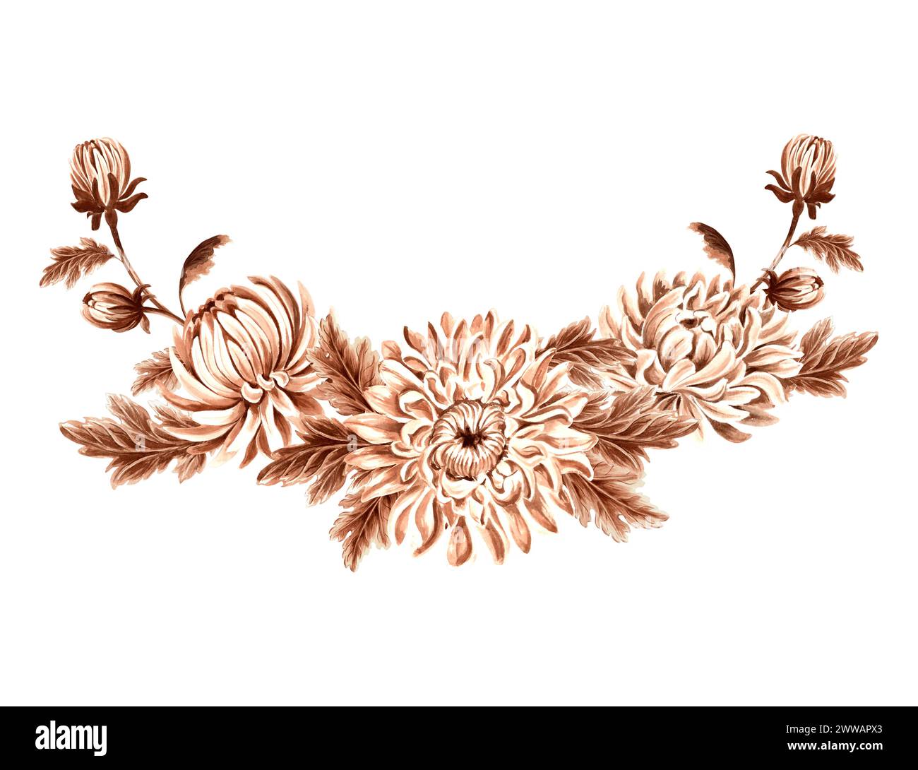 Chrysanthemenblüten mit Knospen und Blättern in Aquarellfarbe. Vintage monochrome Komposition, isoliert auf weißem Hintergrund. Handgezeichnete Illustration braun Stockfoto