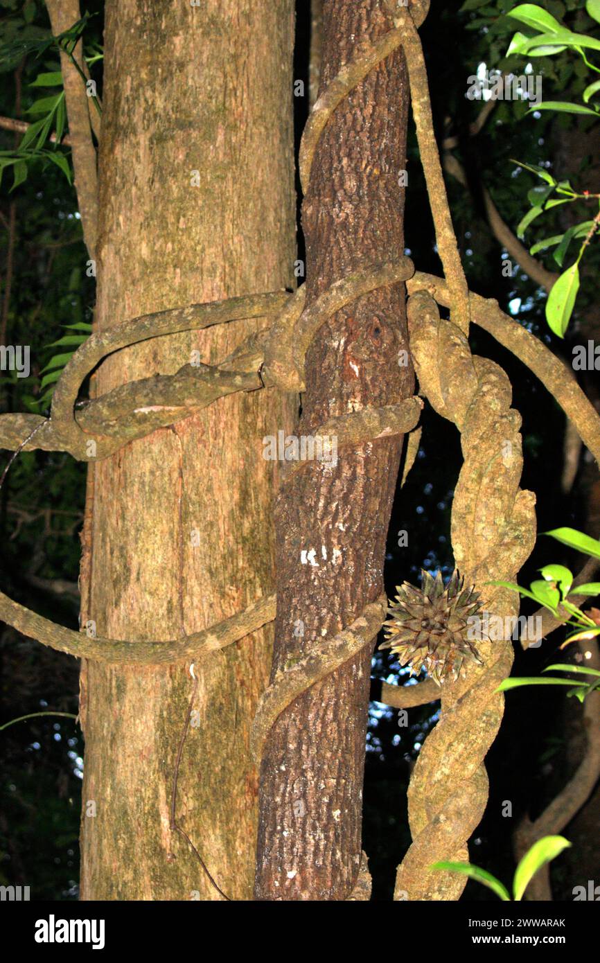 Ein Baum und eine fruchtige Lianenrebe im Tangkoko Nature Reserve, Nord-Sulawesi, Indonesien. Die International Union for Conservation of Nature (IUCN) kommt zu dem Schluss, dass steigende Temperaturen unter anderem zu ökologischen, verhaltensbezogenen und physiologischen Veränderungen der Tierarten und der Artenvielfalt geführt haben. „Zusätzlich zu den erhöhten Krankheitsraten und geschädigten Lebensräumen verursacht der Klimawandel auch Veränderungen bei den Arten selbst, die ihr Überleben bedrohen“, schrieben sie in einer Publikation auf IUCN.org. In der Zwischenzeit hat Scale Climate Action hinzugefügt, dass steigende Temperaturen durch den Klimawandel... Stockfoto