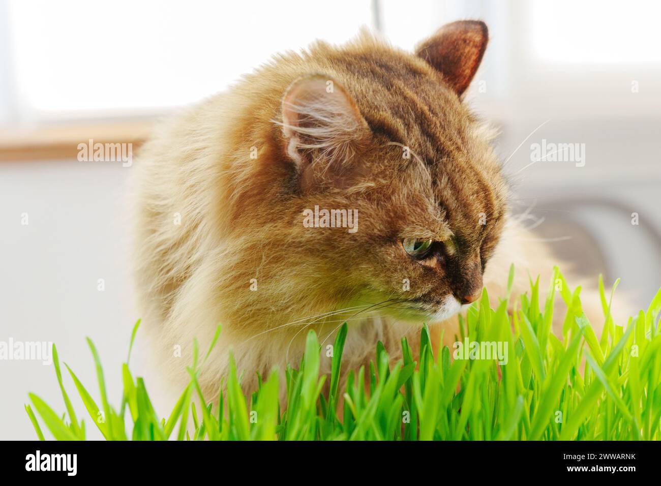 Katze isst frisches Gras drinnen, vielleicht als eine Möglichkeit, die Verdauung zu unterstützen. Selektiver Fokus Stockfoto