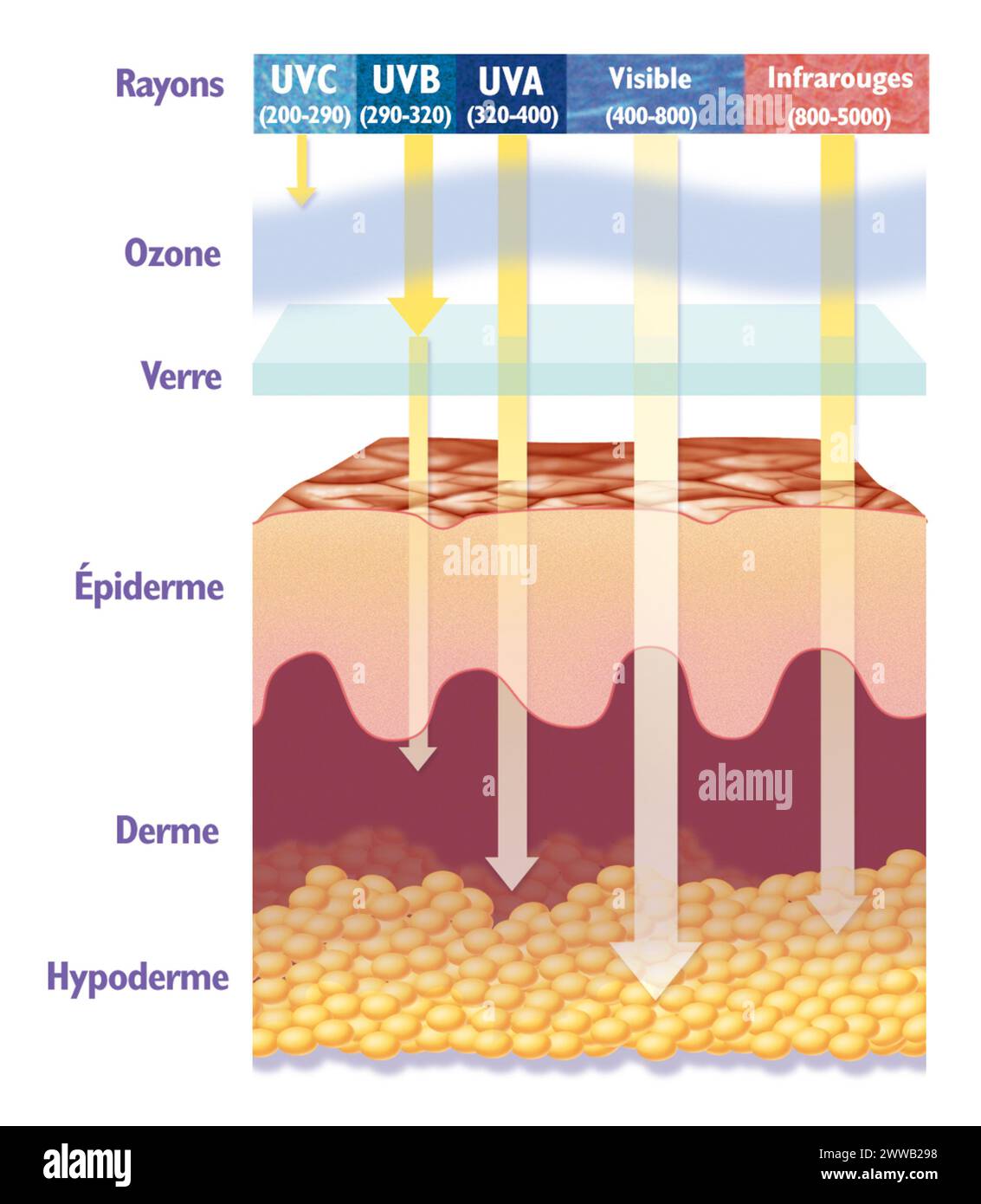 Sonnenstrahlung. Diagramm, das die Eindringtiefe bestimmter Sonnenstrahlen in die Haut zeigt. Stockfoto