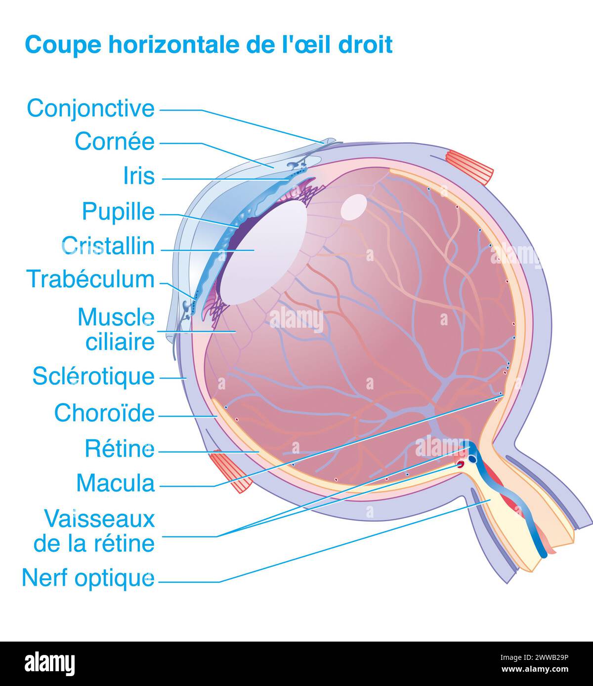 Horizontaler Abschnitt des rechten Auges. Anatomie des rechten Auges, horizontaler Abschnitt, der alle Hauptstrukturen des Auges zeigt. Stockfoto