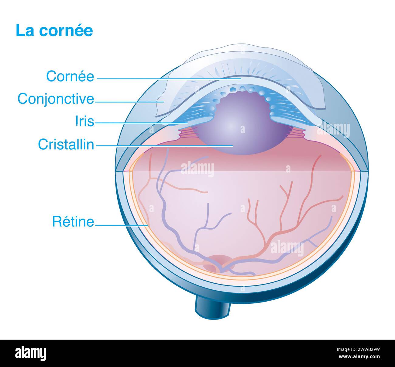 Die Hornhaut. Anatomie des Auges zur Hervorhebung der Hornhaut. Stockfoto