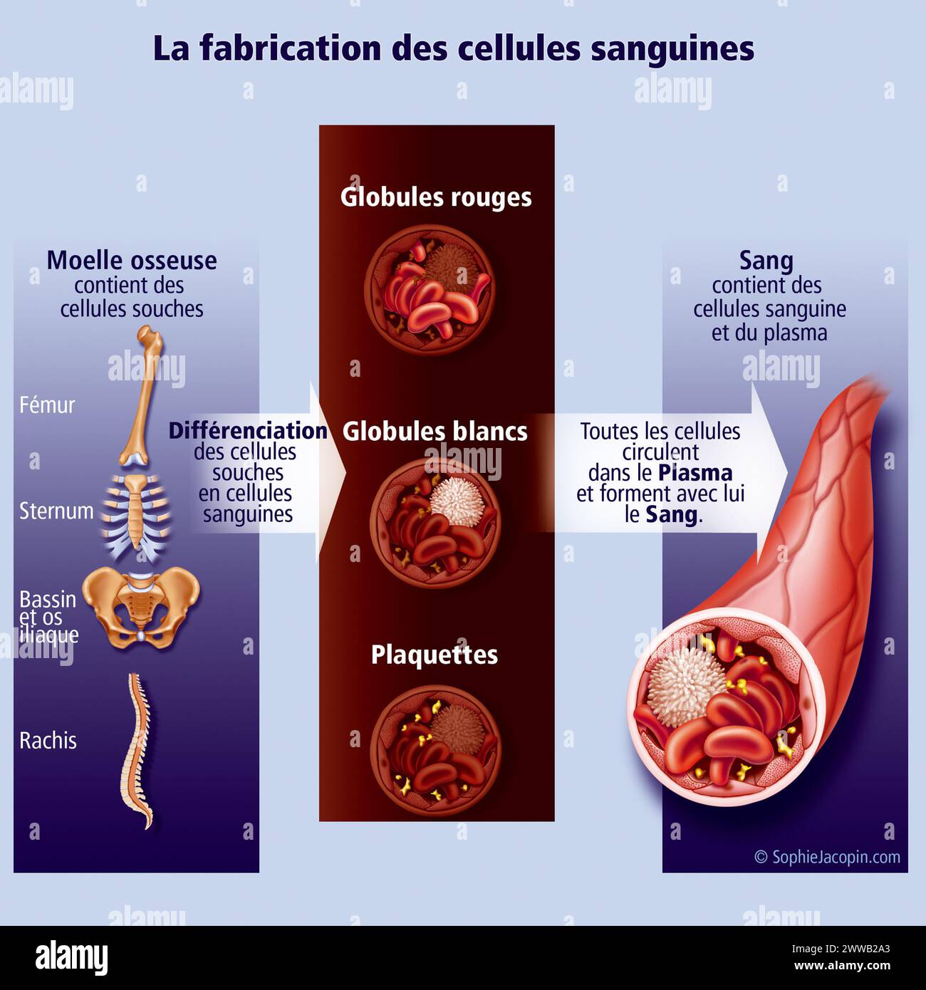 Die Produktion von Blutzellen. Schematische Darstellung der Produktion und Zerstörung von Blutzellen. Stockfoto