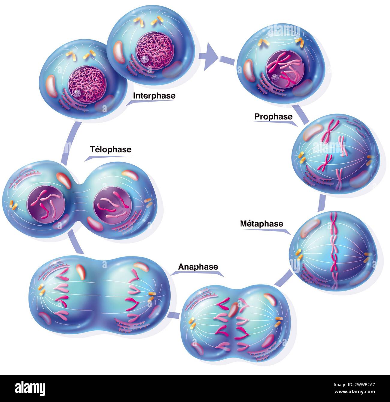 Darstellung der verschiedenen Stadien der Mitose: Prophase, bei der das Chromatin des Kerns der Mutterzelle in 46 Paare organisiert ist. Stockfoto