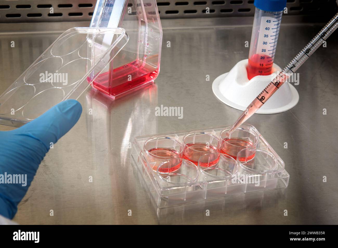 Auf diesem Foto von 2019 entfernt ein Wissenschaftler des Centers for Disease Control and Prevention (CDC) Zellwachstumsmedium von einer 6-Well-Platte. Stockfoto