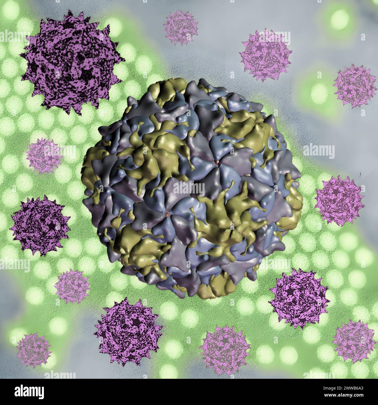 Kreatives Kunstwerk mit 3D-Renderings von Polioviruskapsiden über einem Transmissionselektronenmikrogramm eines Poliovirusbildes (Transmissionselektron. Stockfoto